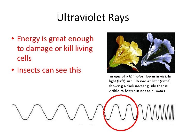 Ultraviolet Rays • Energy is great enough to damage or kill living cells •