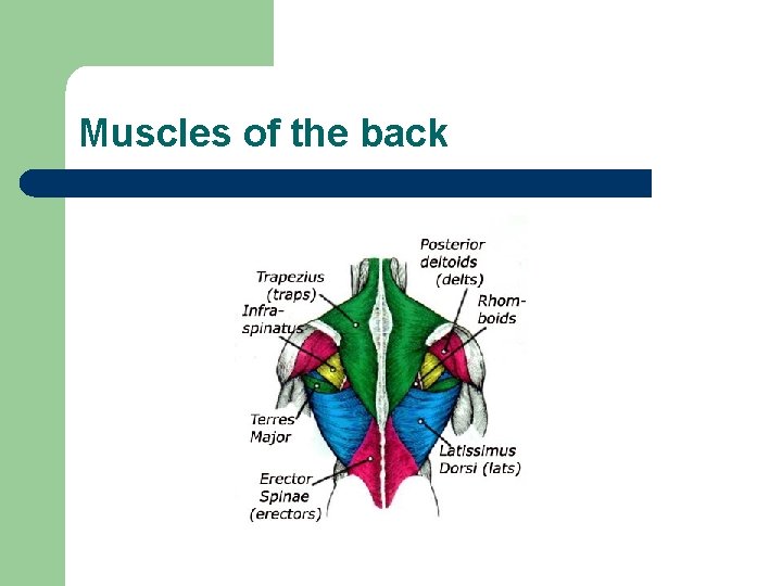 Muscles of the back 