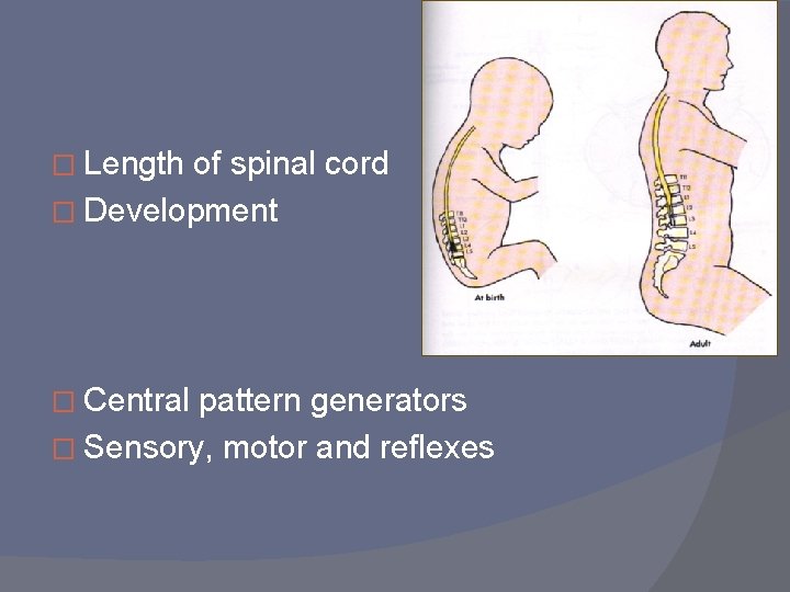 � Length of spinal cord � Development � Central pattern generators � Sensory, motor