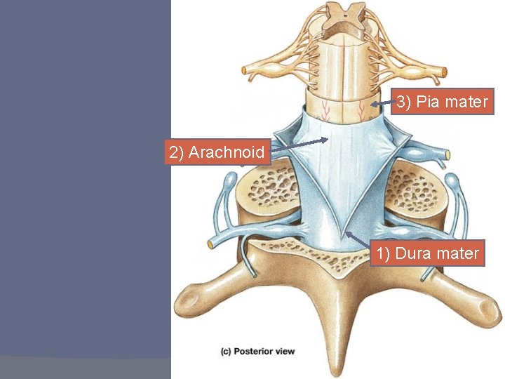 3) Pia mater 2) Arachnoid 1) Dura mater 