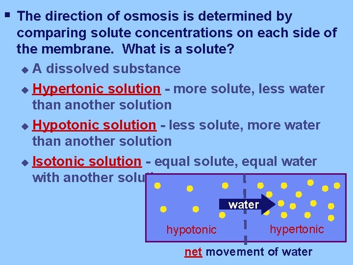 § The direction of osmosis is determined by comparing solute concentrations on each side