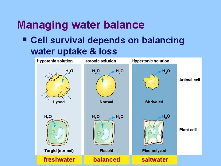 Managing water balance § Cell survival depends on balancing water uptake & loss freshwater