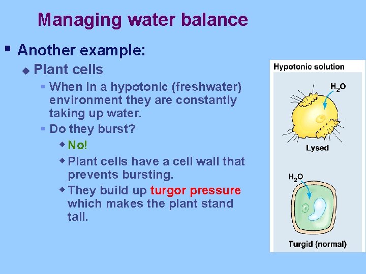 Managing water balance § Another example: u Plant cells § When in a hypotonic