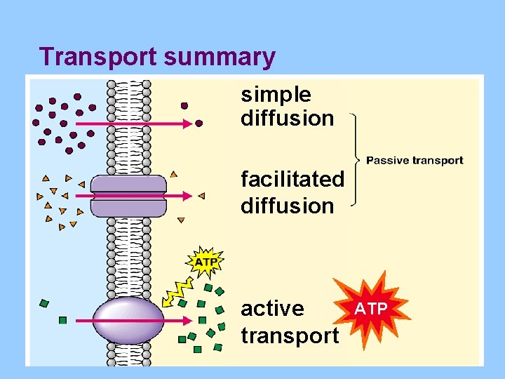 Transport summary simple diffusion facilitated diffusion active transport ATP 