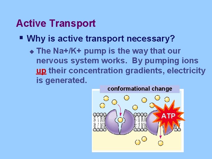 Active Transport § Why is active transport necessary? u The Na+/K+ pump is the
