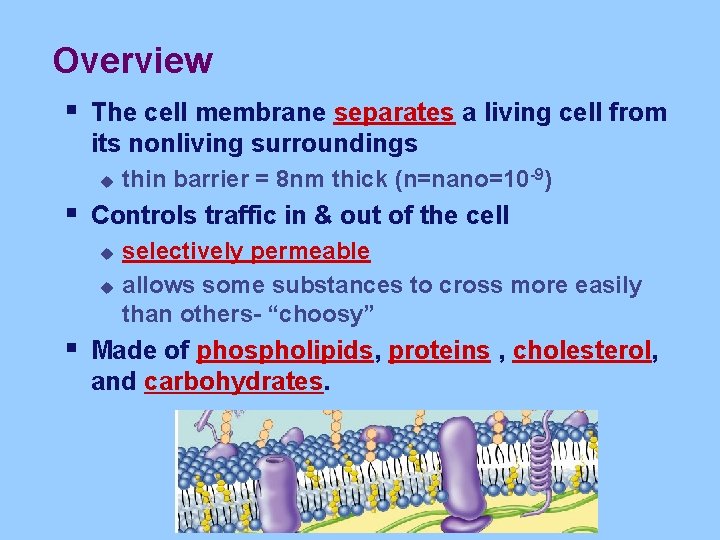 Overview § The cell membrane separates a living cell from its nonliving surroundings u