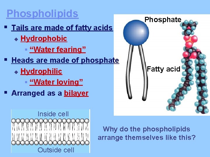 Phospholipids § Tails are made of fatty acids Hydrophobic § “Water fearing” Heads are