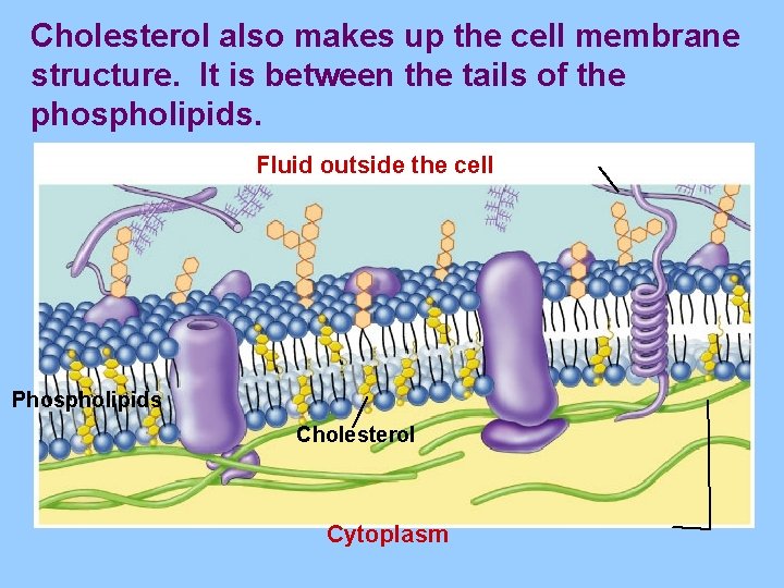 Cholesterol also makes up the cell membrane structure. It is between the tails of