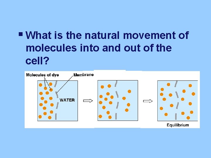 § What is the natural movement of molecules into and out of the cell?