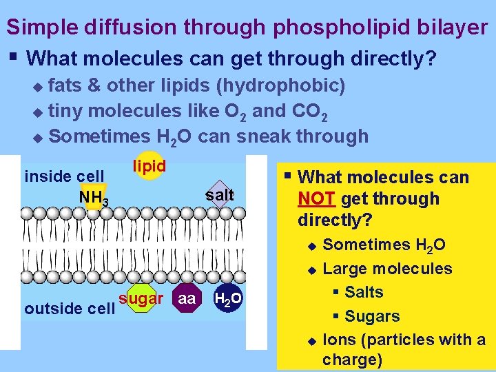 Simple diffusion through phospholipid bilayer § What molecules can get through directly? fats &