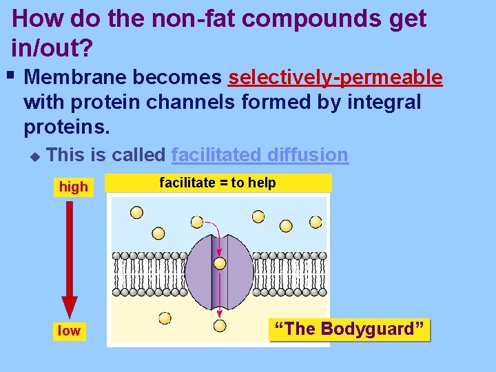 How do the non-fat compounds get in/out? § Membrane becomes selectively-permeable with protein channels