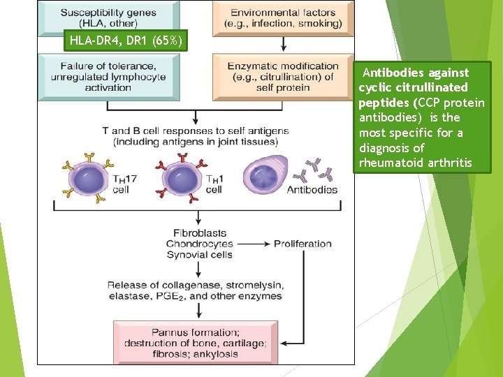 HLA-DR 4, DR 1 (65%) Antibodies against cyclic citrullinated peptides (CCP protein antibodies) is