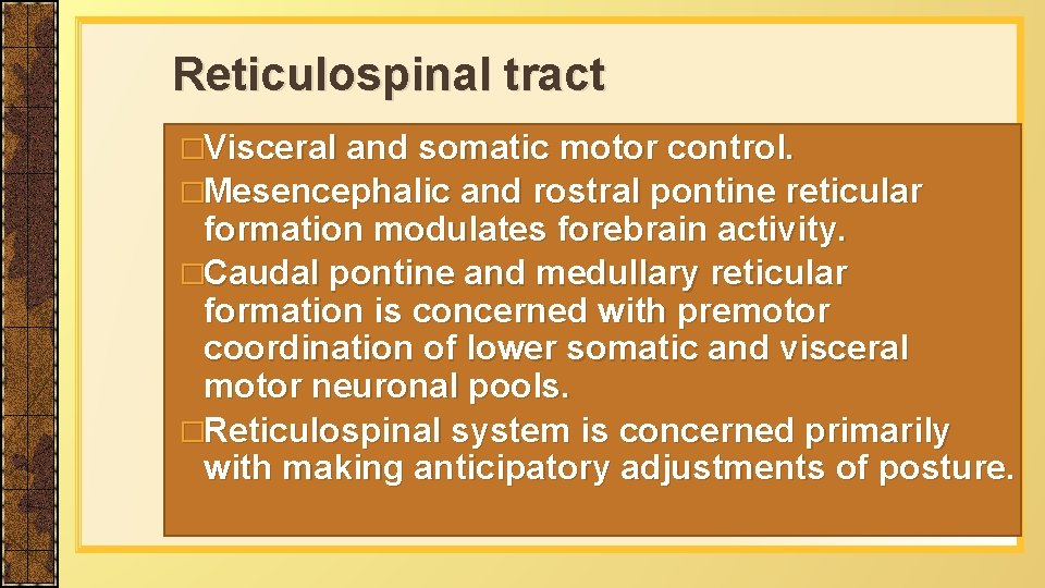 Reticulospinal tract �Visceral and somatic motor control. �Mesencephalic and rostral pontine reticular formation modulates