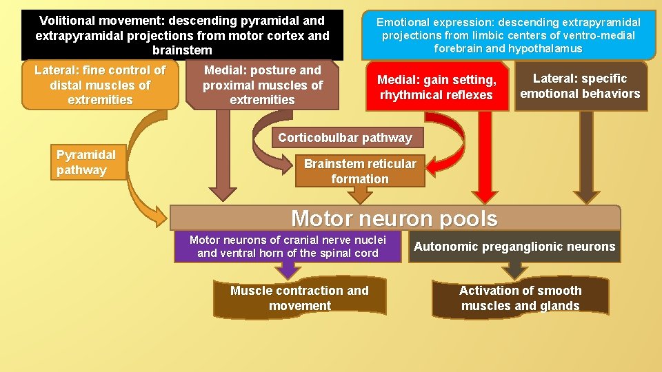 Volitional movement: descending pyramidal and extrapyramidal projections from motor cortex and brainstem Emotional expression: