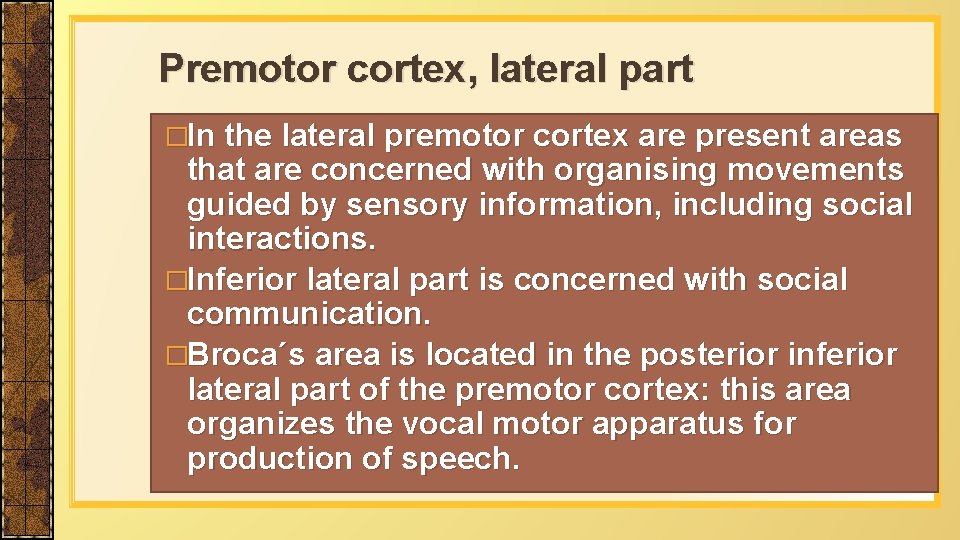 Premotor cortex, lateral part �In the lateral premotor cortex are present areas that are