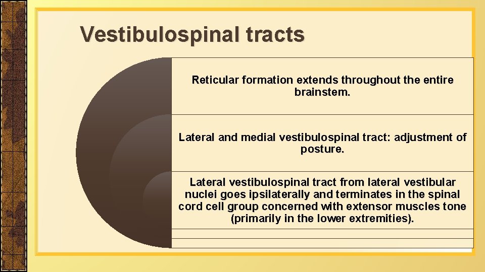 Vestibulospinal tracts Reticular formation extends throughout the entire brainstem. Lateral and medial vestibulospinal tract: