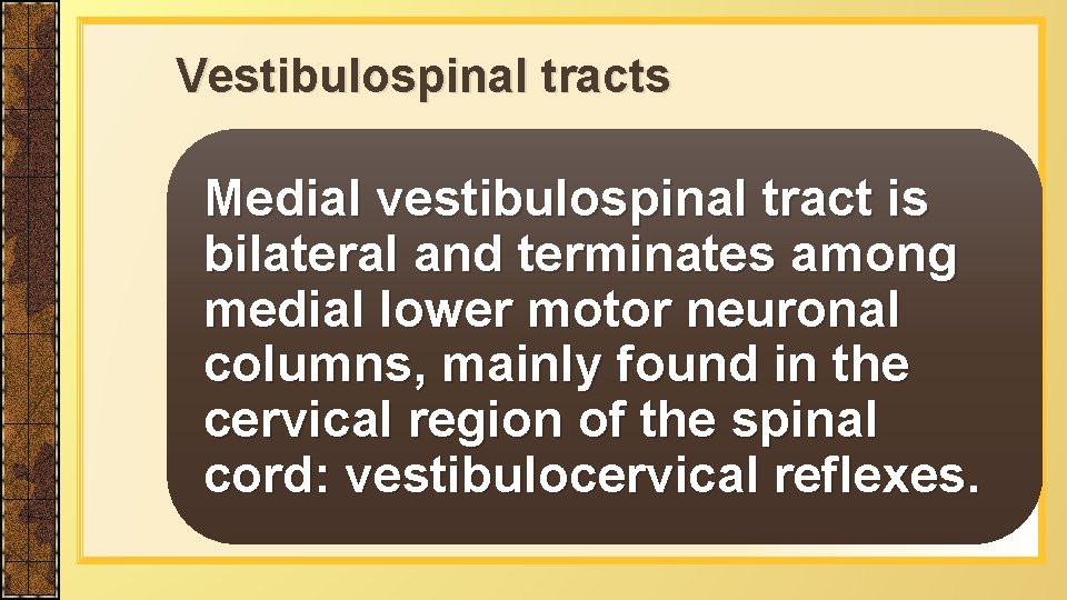 Vestibulospinal tracts Medial vestibulospinal tract is bilateral and terminates among medial lower motor neuronal