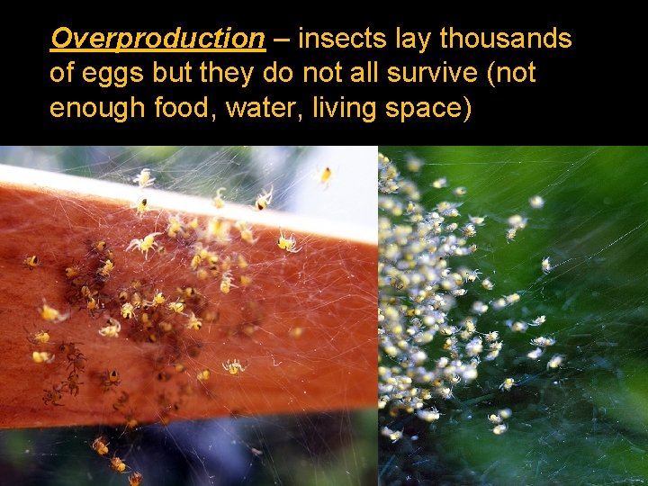 Overproduction – insects lay thousands of eggs but they do not all survive (not