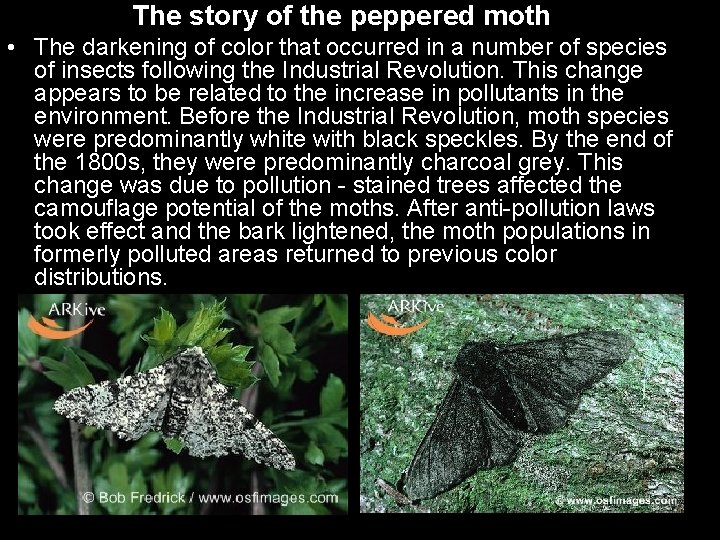 The story of the peppered moth • The darkening of color that occurred in