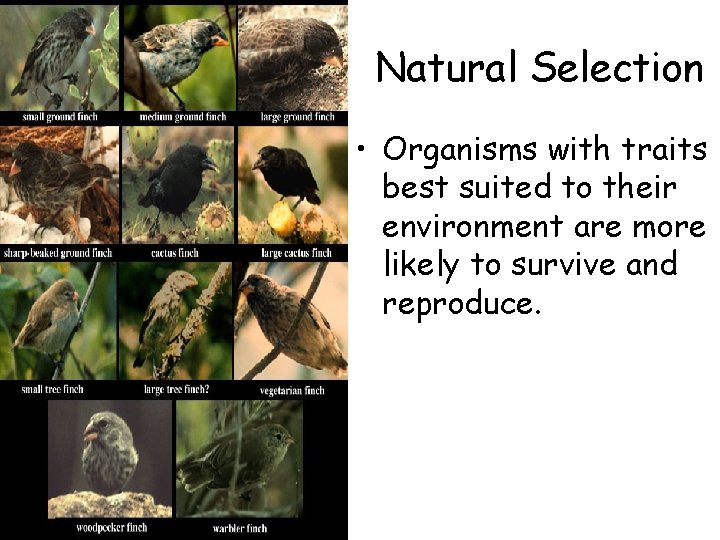 Natural Selection • Organisms with traits best suited to their environment are more likely