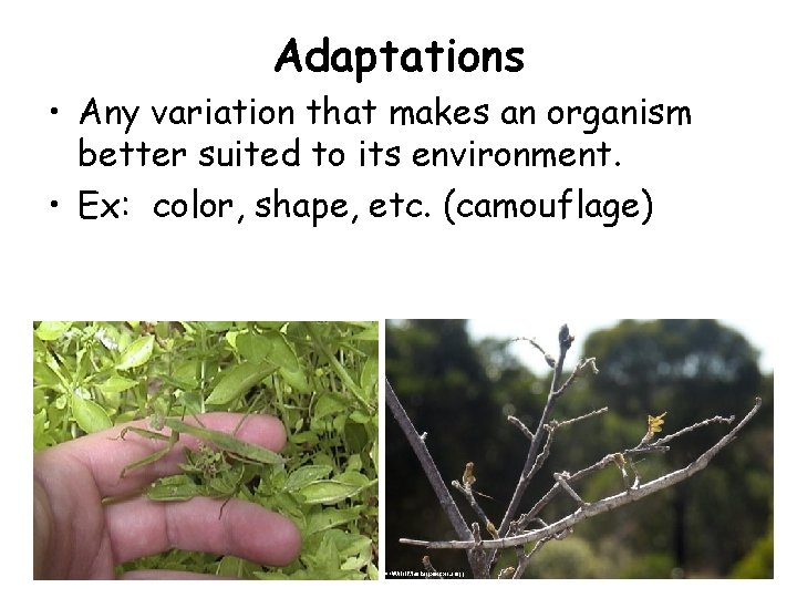 Adaptations • Any variation that makes an organism better suited to its environment. •