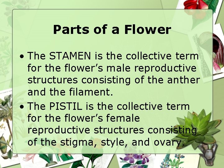 Parts of a Flower • The STAMEN is the collective term for the flower’s