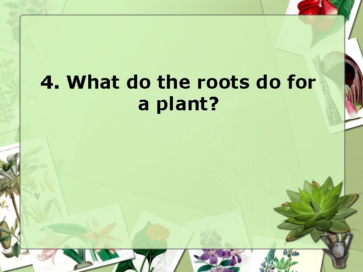 4. What do the roots do for a plant? 