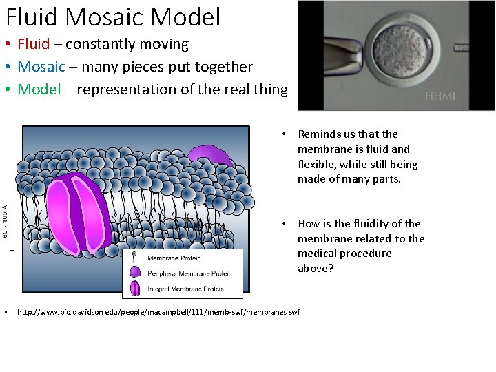 Fluid Mosaic Model • Fluid – constantly moving • Mosaic – many pieces put