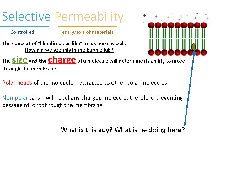 Selective Permeability Controlled entry/exit of materials The concept of “like-dissolves-like” holds here as well.