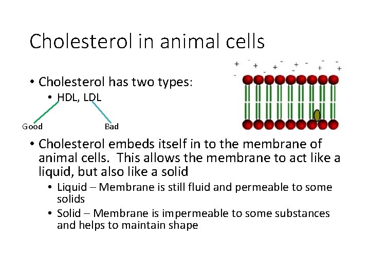 Cholesterol in animal cells • Cholesterol has two types: • HDL, LDL Good Bad