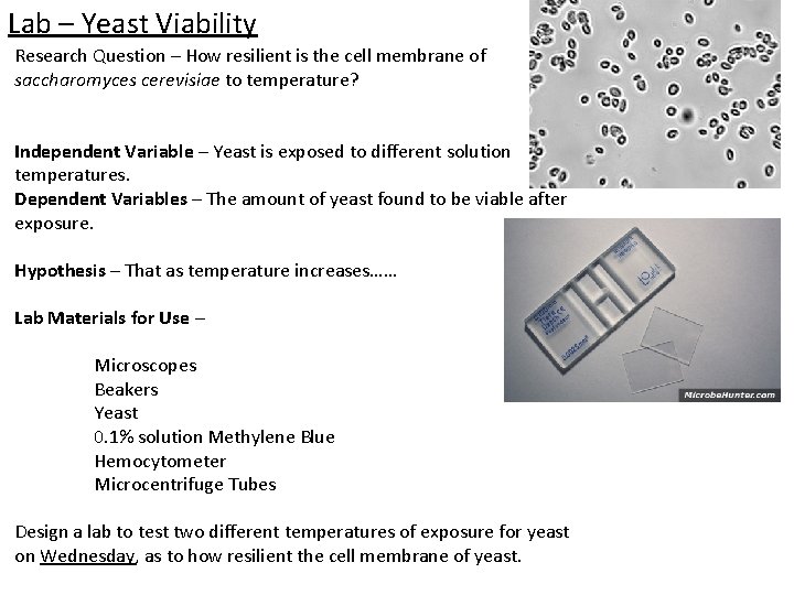 Lab – Yeast Viability Research Question – How resilient is the cell membrane of