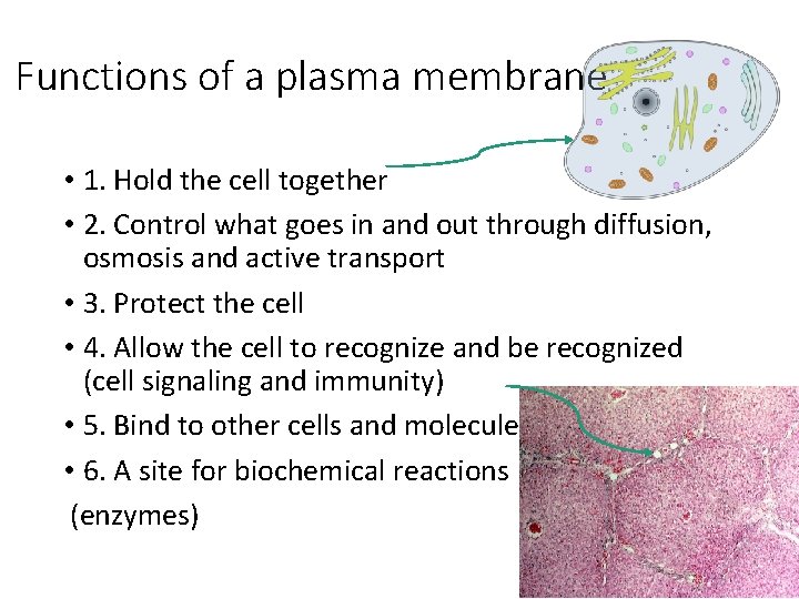 Functions of a plasma membrane • 1. Hold the cell together • 2. Control