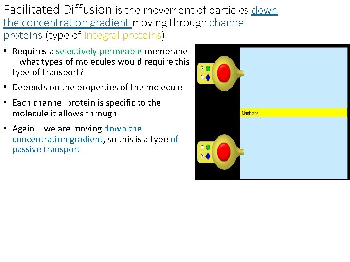 Facilitated Diffusion is the movement of particles down the concentration gradient moving through channel