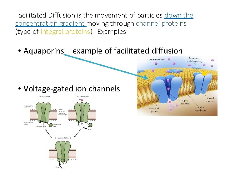 Facilitated Diffusion is the movement of particles down the concentration gradient moving through channel