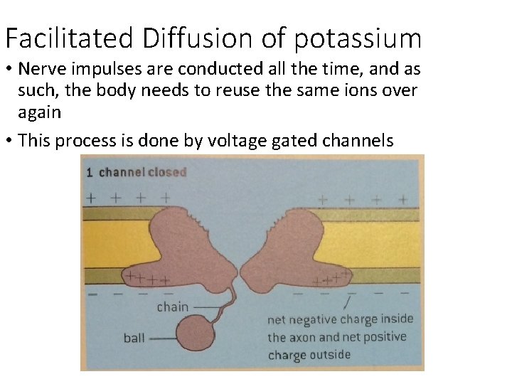 Facilitated Diffusion of potassium • Nerve impulses are conducted all the time, and as