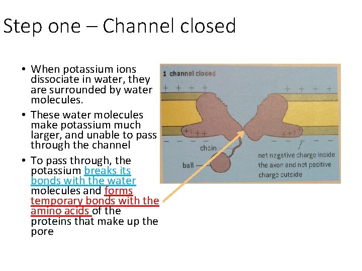 Step one – Channel closed • When potassium ions dissociate in water, they are