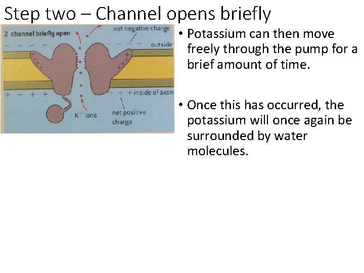 Step two – Channel opens briefly • Potassium can then move freely through the