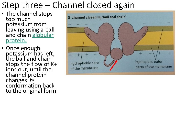 Step three – Channel closed again • The channel stops too much potassium from