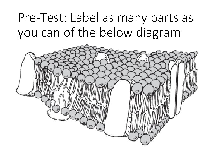 Pre-Test: Label as many parts as you can of the below diagram 