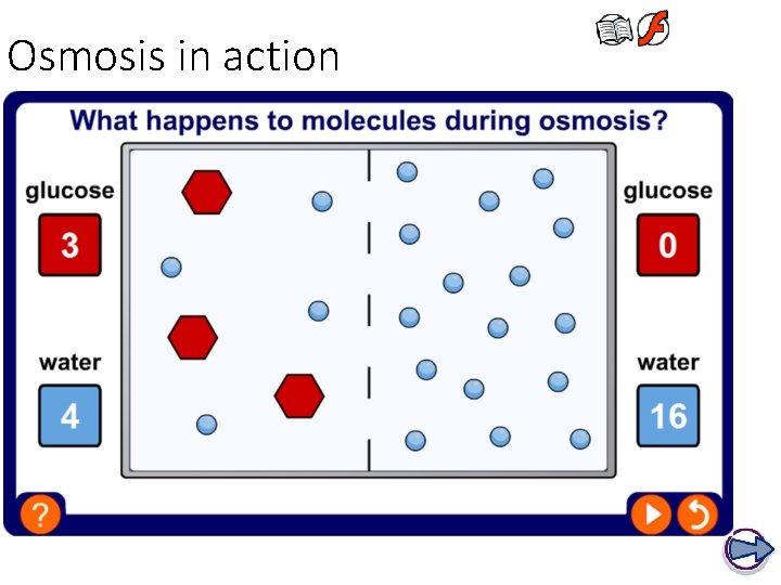 Osmosis in action 