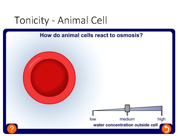 Tonicity - Animal Cell 