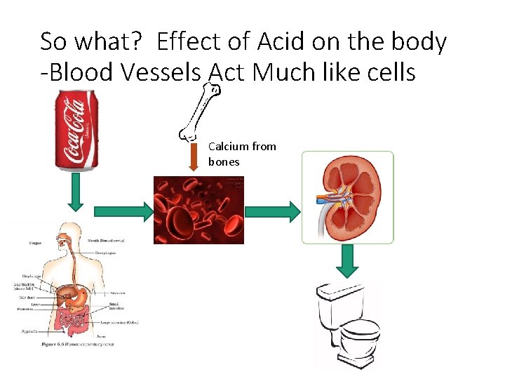 So what? Effect of Acid on the body -Blood Vessels Act Much like cells