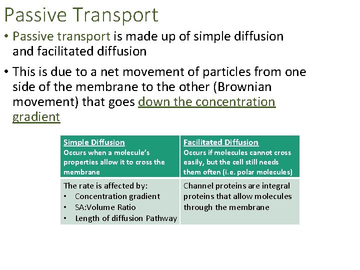 Passive Transport • Passive transport is made up of simple diffusion and facilitated diffusion