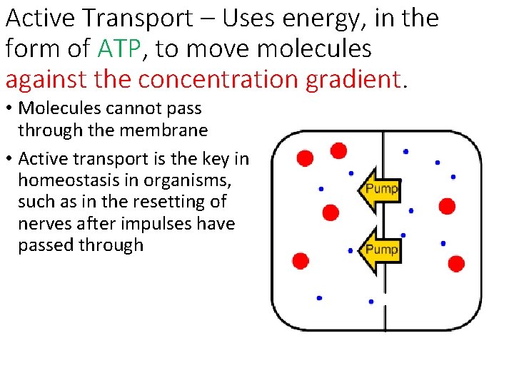Active Transport – Uses energy, in the form of ATP, to move molecules against