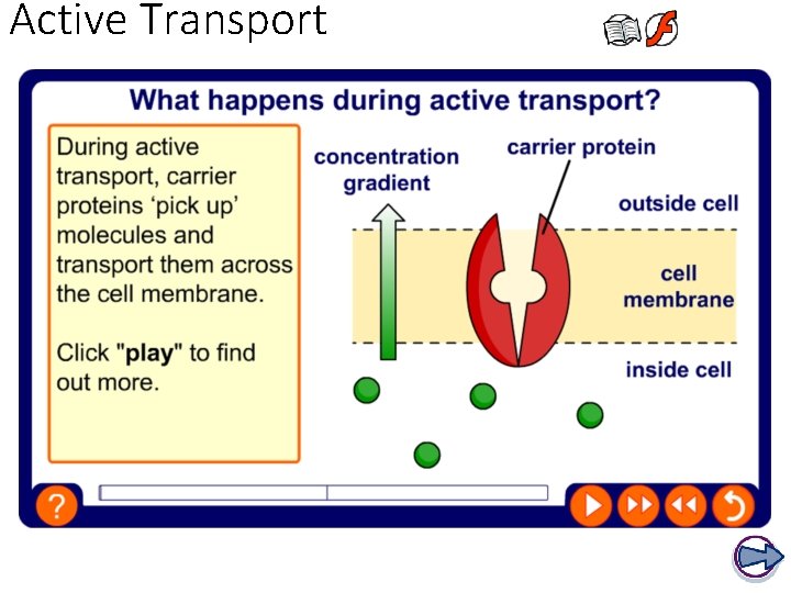 Active Transport 