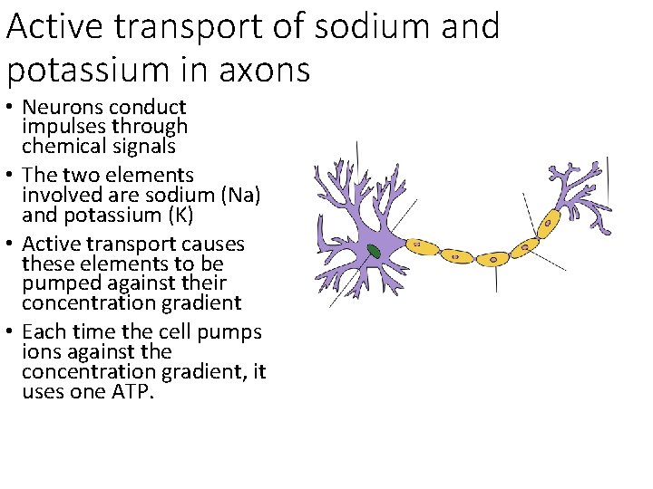 Active transport of sodium and potassium in axons • Neurons conduct impulses through chemical