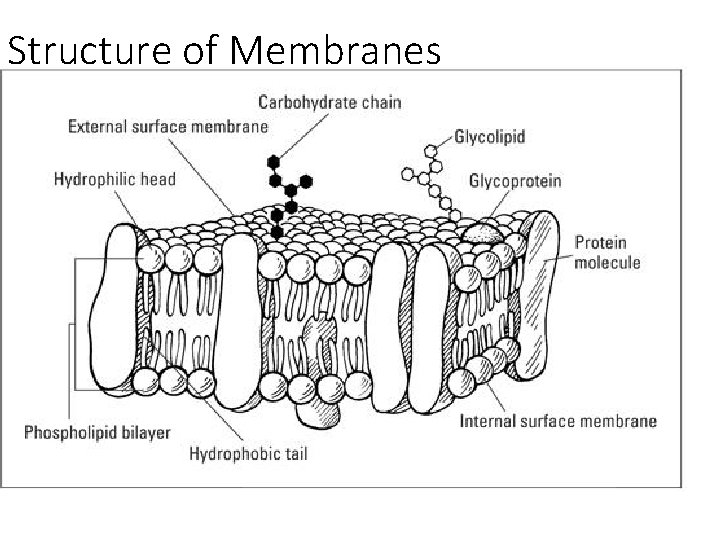 Structure of Membranes 