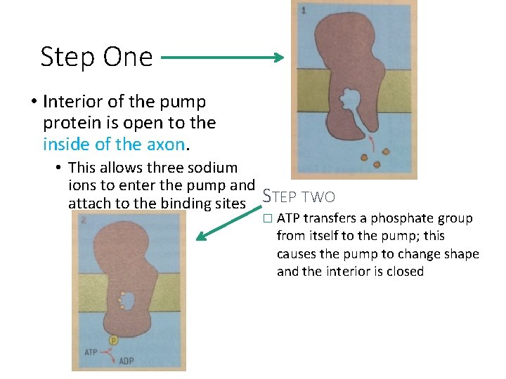 Step One • Interior of the pump protein is open to the inside of