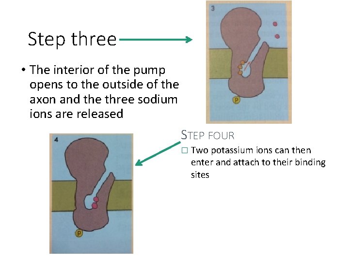 Step three • The interior of the pump opens to the outside of the