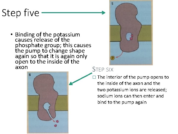Step five • Binding of the potassium causes release of the phosphate group; this